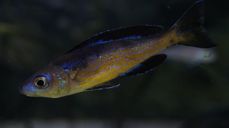 Cyprichromis microlepidotus 'Bilila (Kavala) Island'